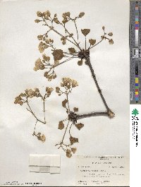 Vernicia fordii image