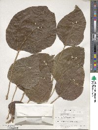 Vernicia fordii image