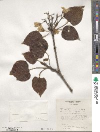 Vernicia fordii image