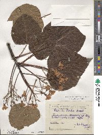 Vernicia fordii image