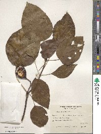 Vernicia fordii image