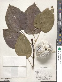 Vernicia fordii image