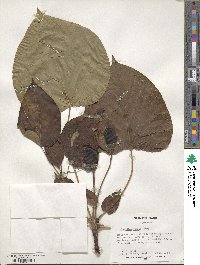 Vernicia fordii image