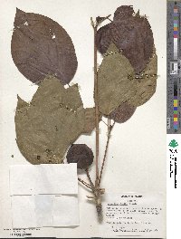 Vernicia fordii image