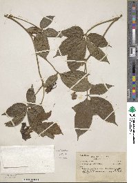 Image of Dalechampia pentaphylla