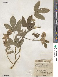 Dalechampia scandens image