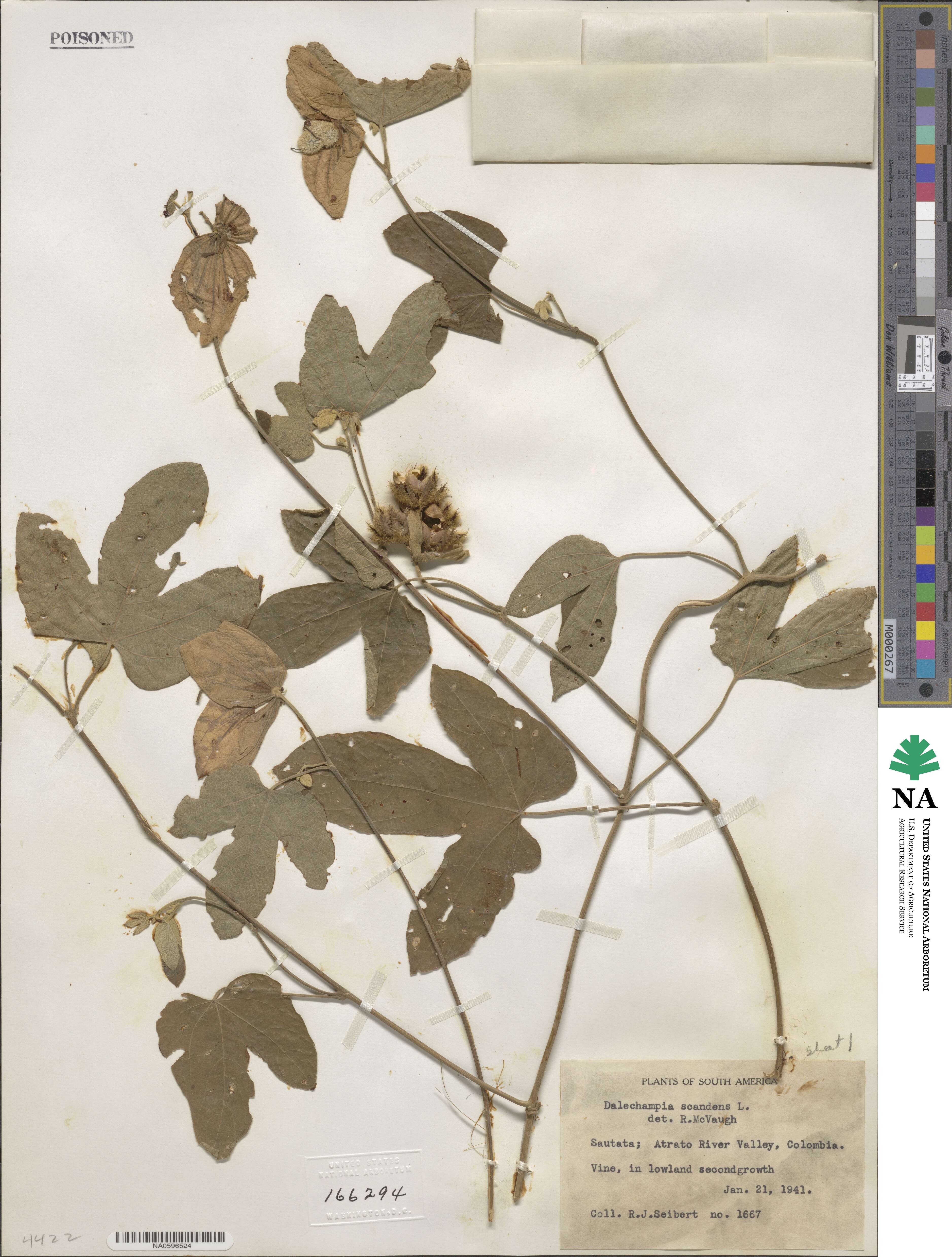 Dalechampia scandens image