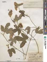 Dalechampia scandens image