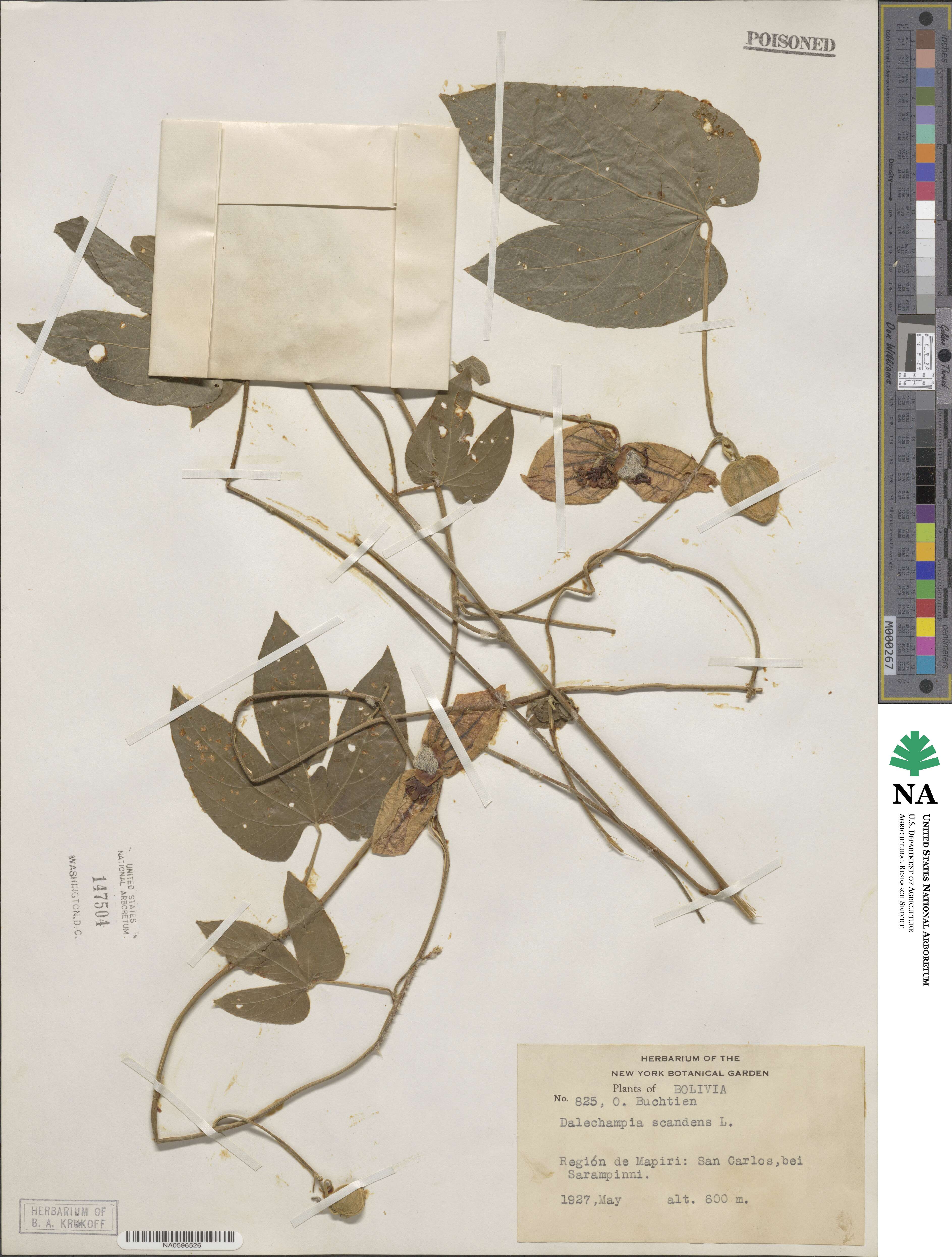 Dalechampia scandens image