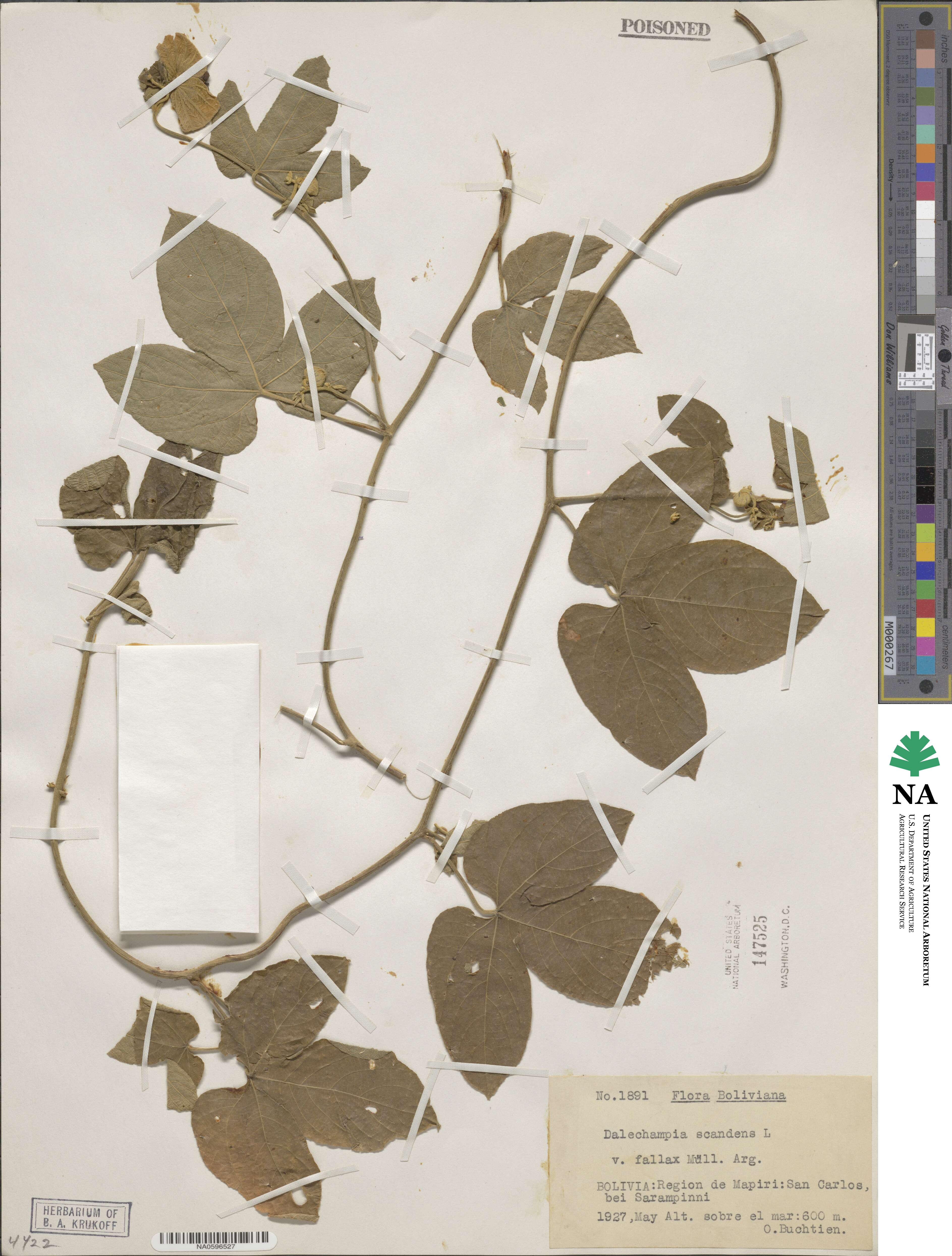 Dalechampia scandens var. fallax image