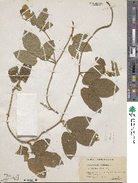 Dalechampia scandens image