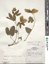 Dalechampia tiliifolia image