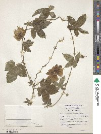 Image of Dalechampia capensis