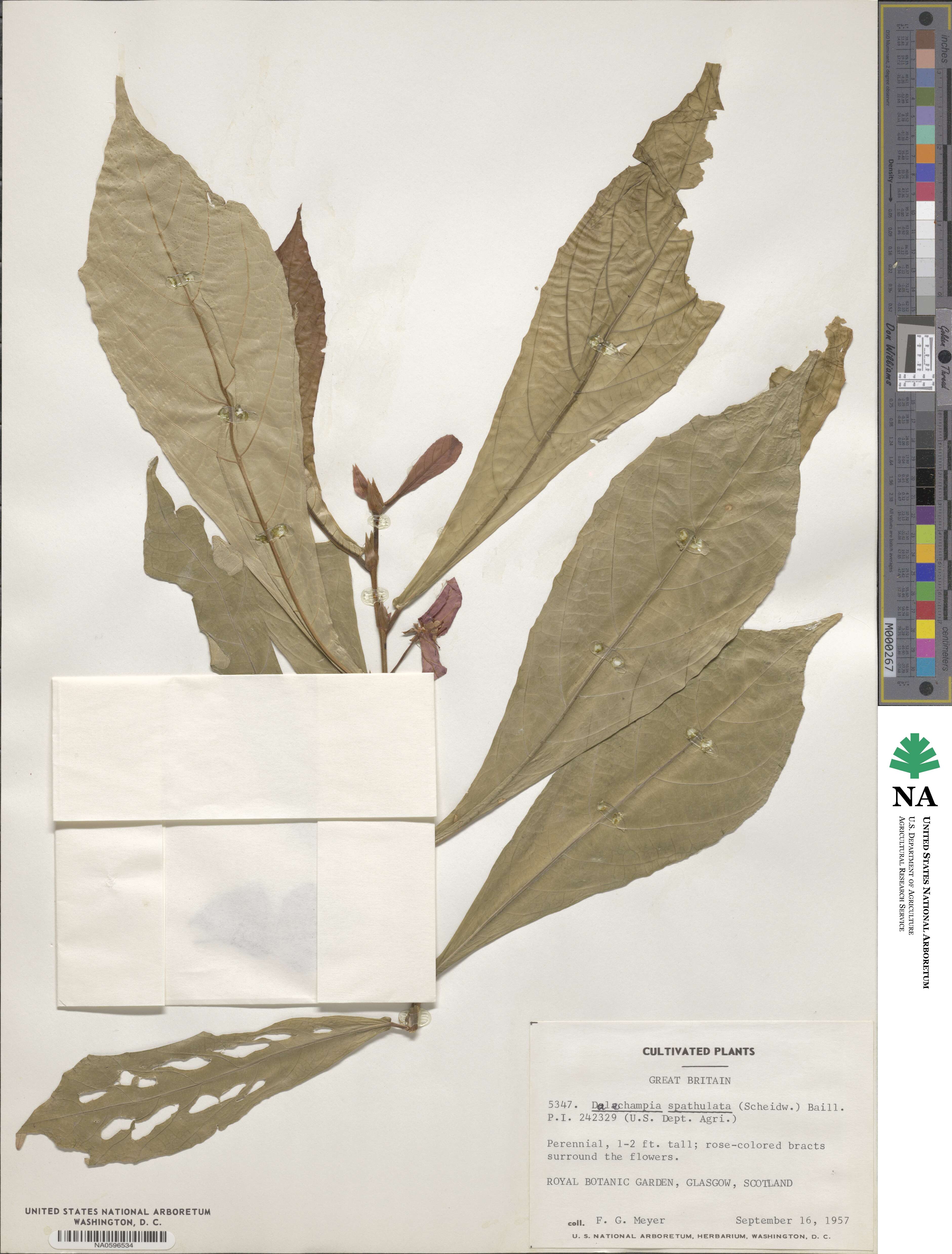 Dalechampia spathulata image