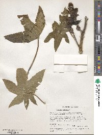 Ricinus communis image