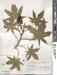 Ricinus communis image