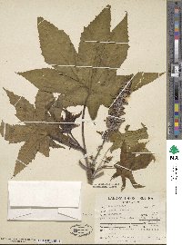 Ricinus communis image