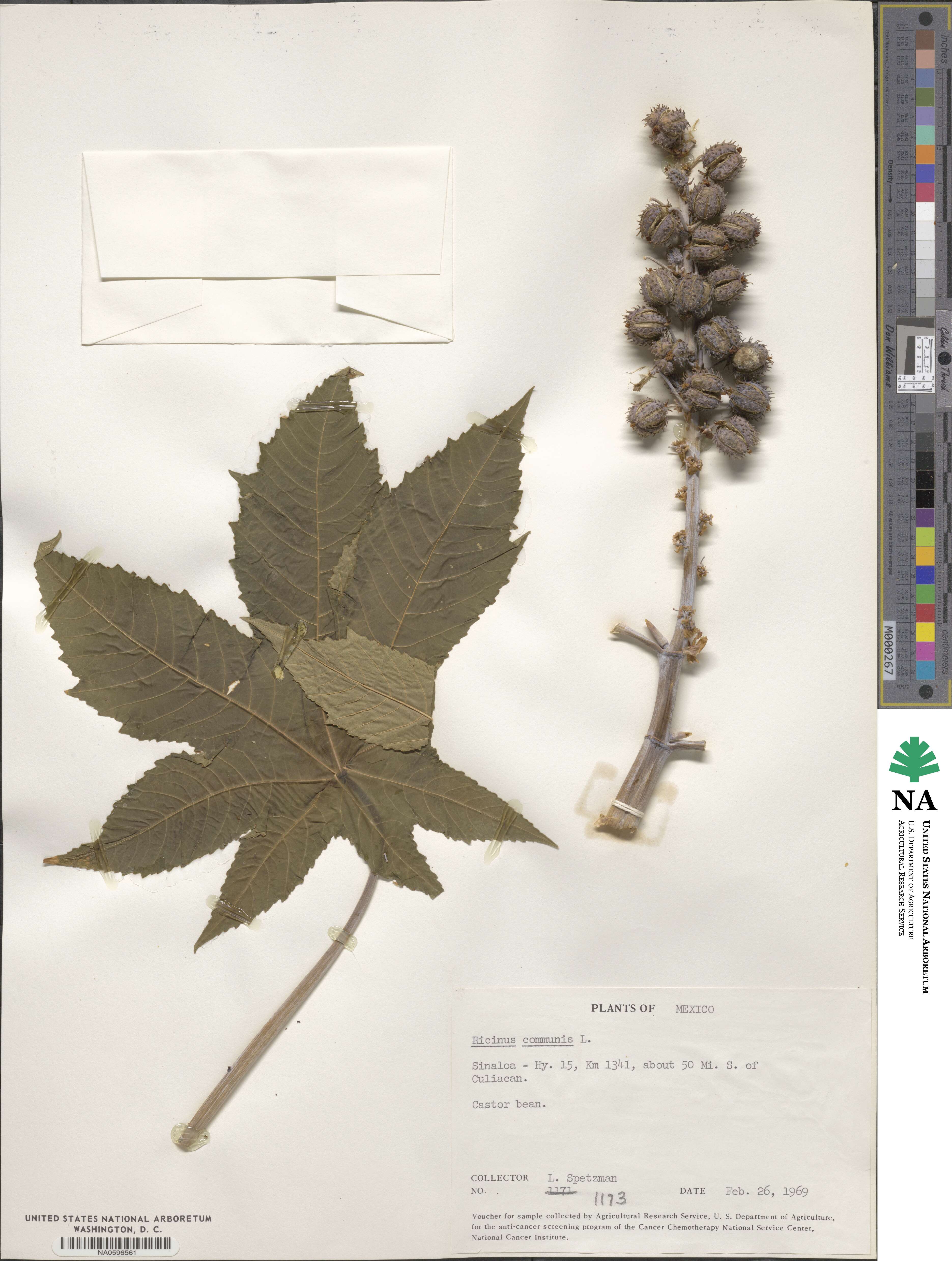 Ricinus image