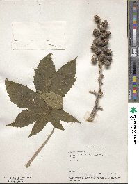 Ricinus communis image