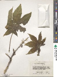 Ricinus communis image