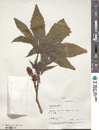 Ricinus communis image