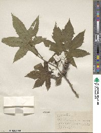 Ricinus communis image