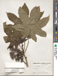 Ricinus communis image