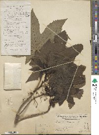 Ricinus communis image