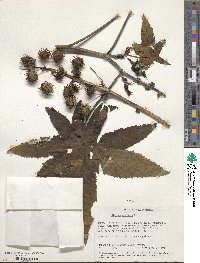 Ricinus communis image