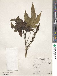 Ricinus communis image