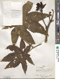 Ricinus communis image