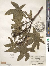 Ricinus communis image