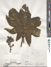 Ricinus communis image