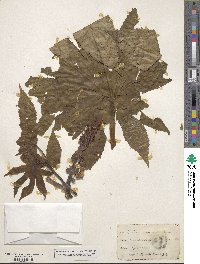 Ricinus communis image