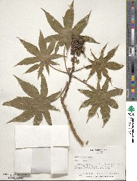 Ricinus communis image