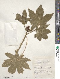 Ricinus communis image