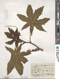 Ricinus communis image