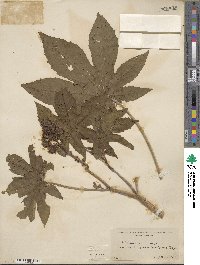 Ricinus communis image