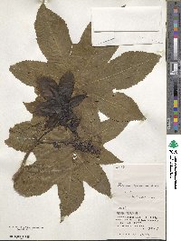 Ricinus communis image