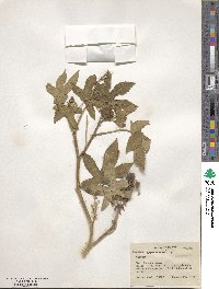 Ricinus communis image