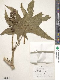 Ricinus communis image