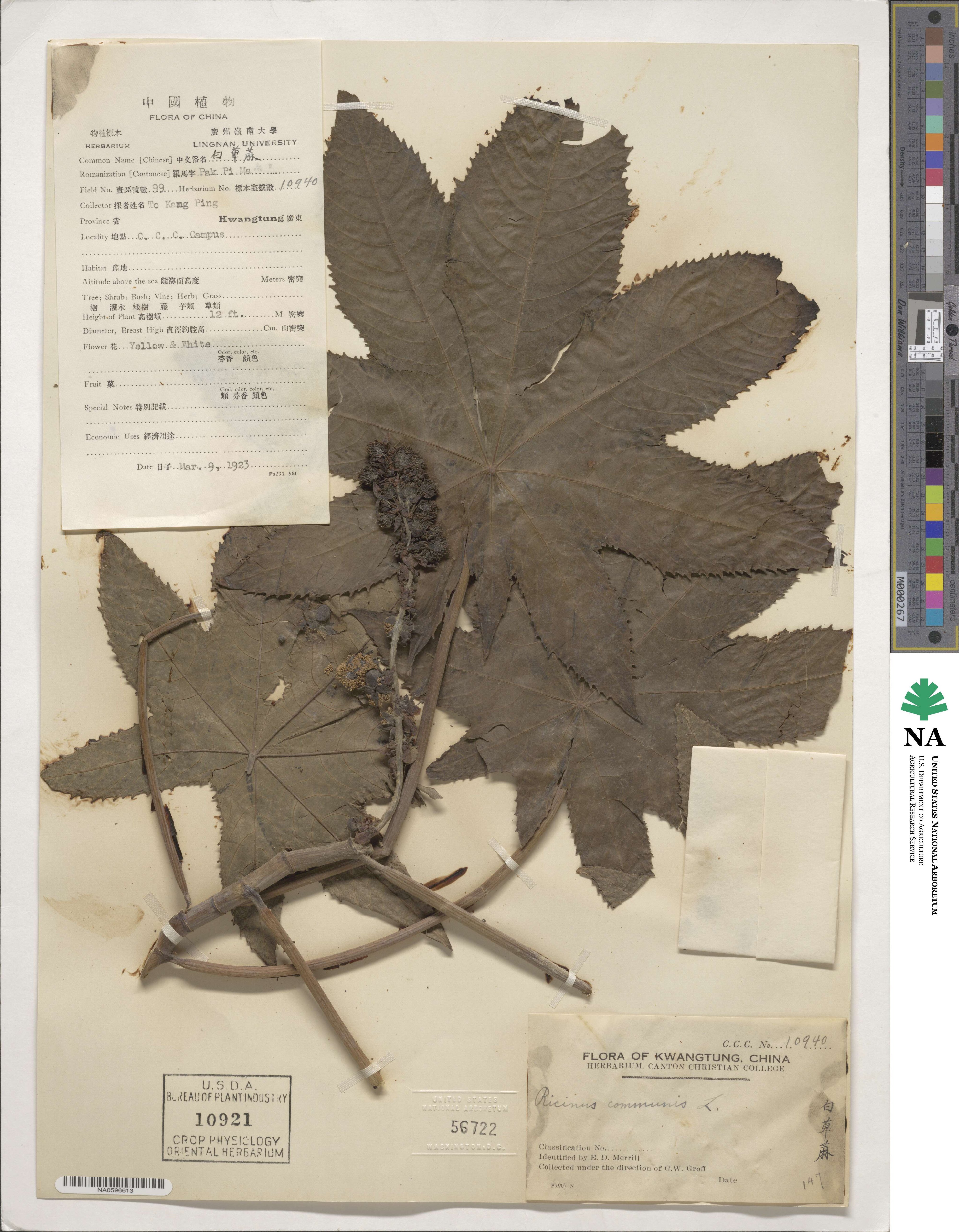 Ricinus communis image
