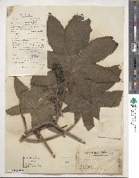 Ricinus communis image