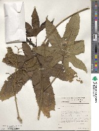 Ricinus communis image