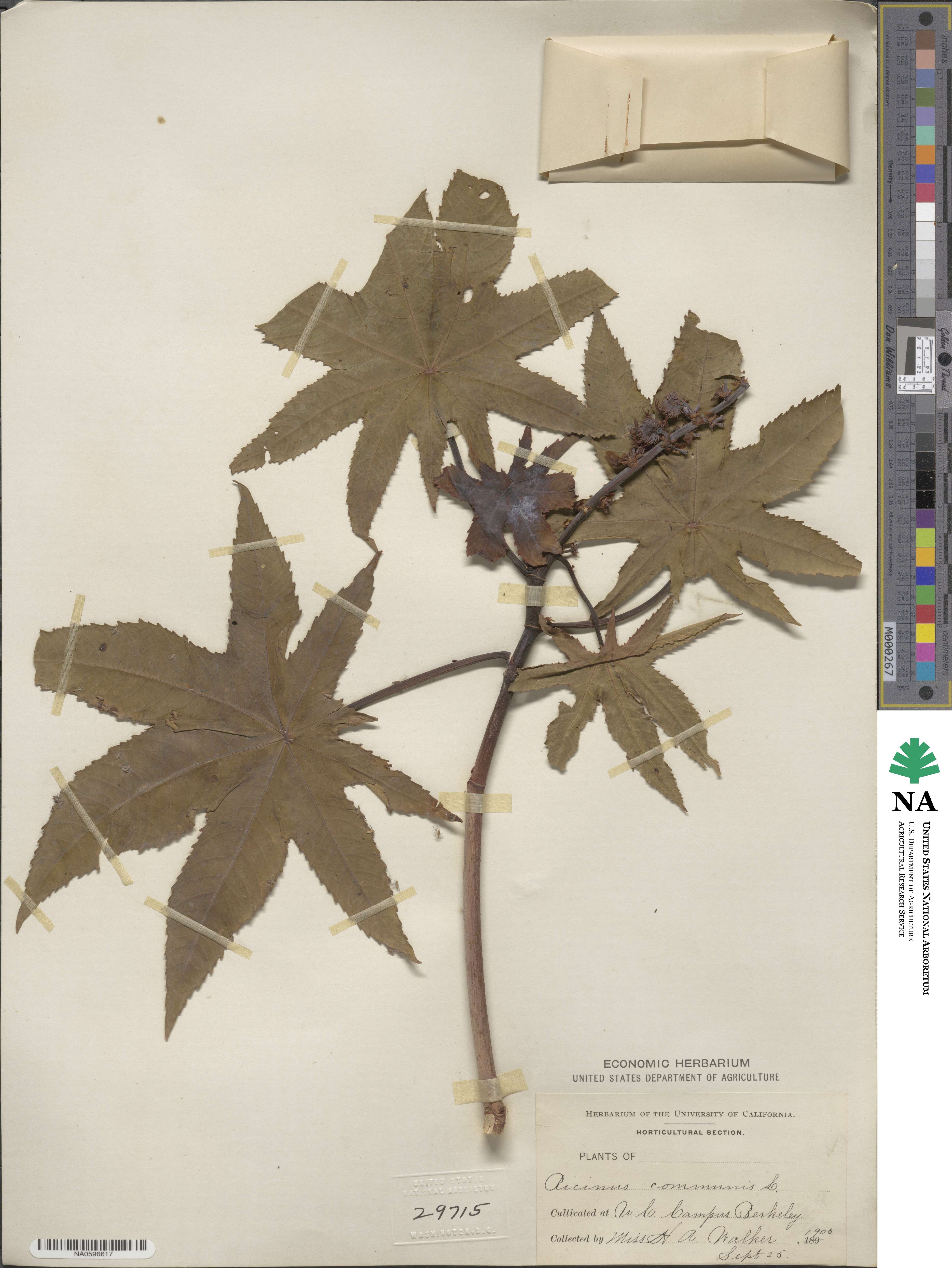 Ricinus communis image