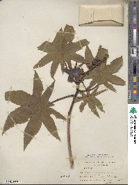 Ricinus communis image