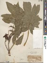 Ricinus communis image