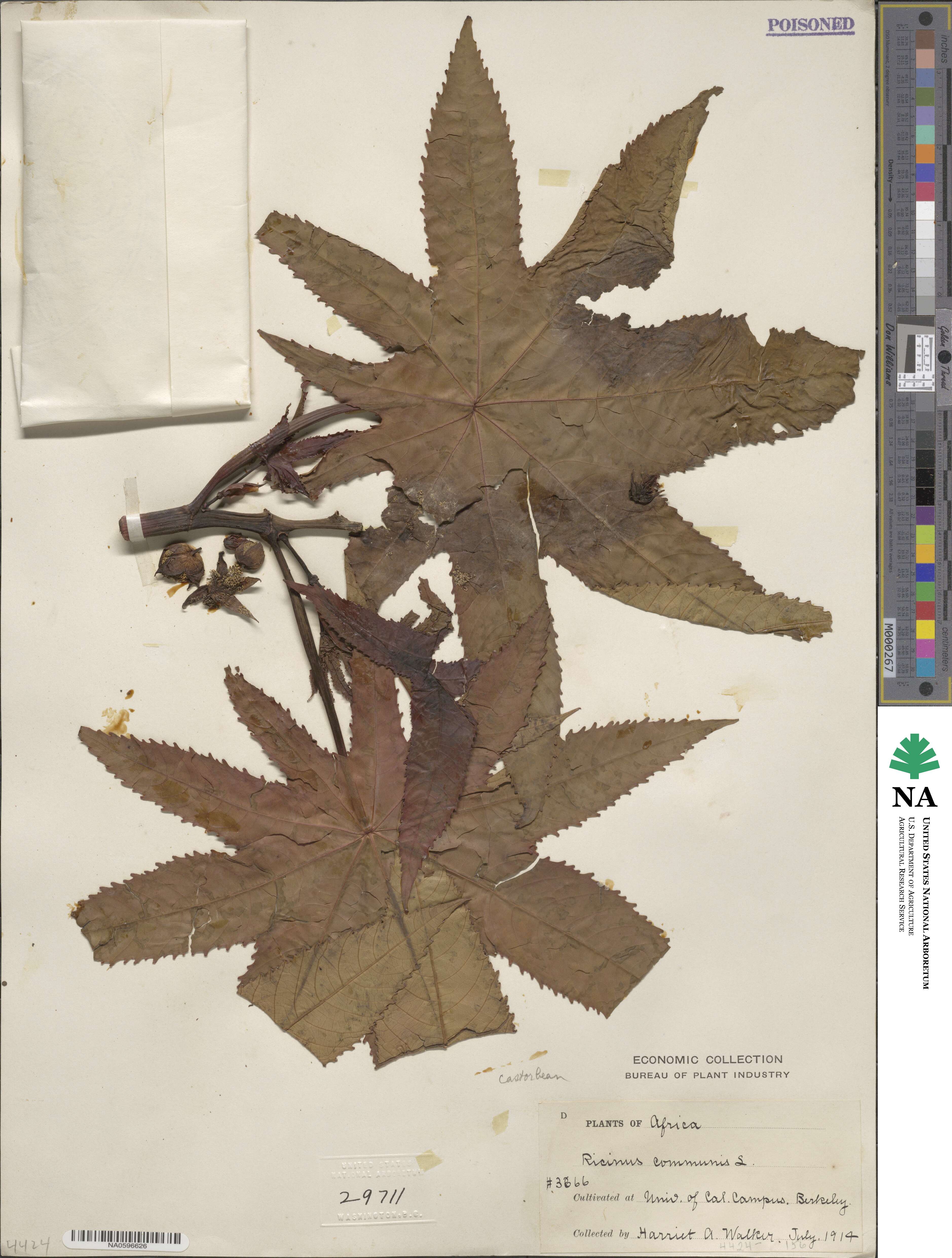 Ricinus communis image