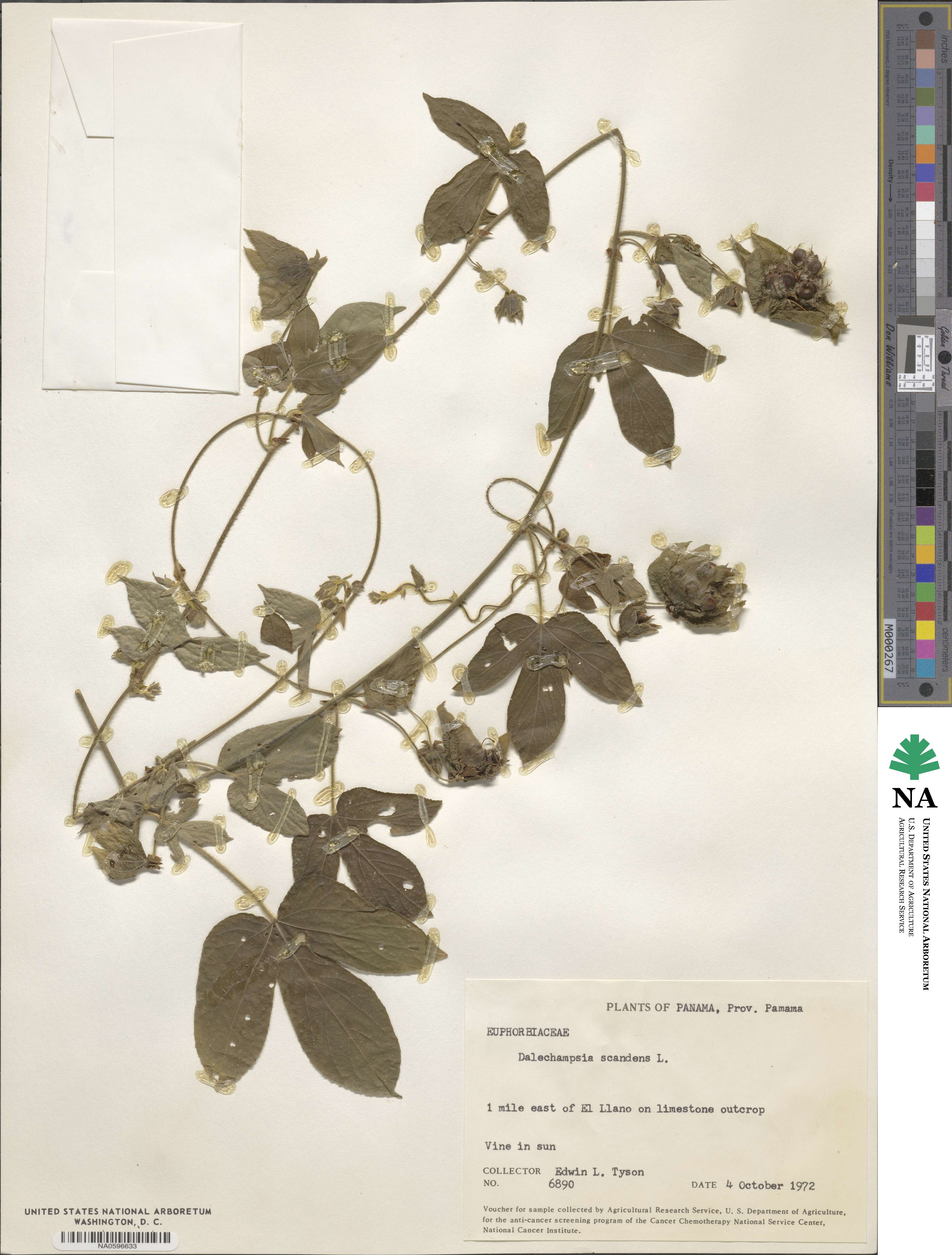 Dalechampia scandens image