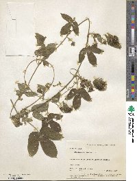 Dalechampia scandens image